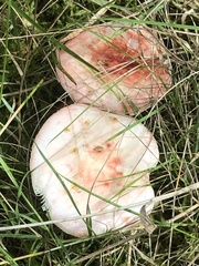 Russula pseudointegra