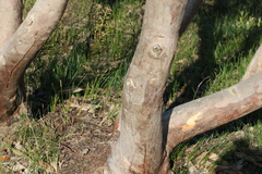 Eucalyptus bancroftii