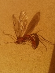 Ophion obscuratus
