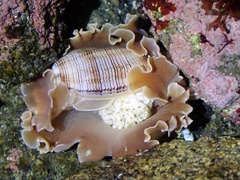 Hydatina physis