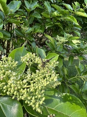 Phimenes flavopictus