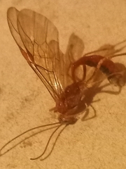 Ophion obscuratus