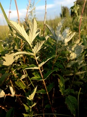 Filipendula stepposa
