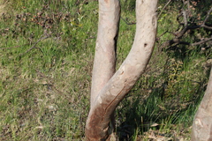 Eucalyptus bancroftii