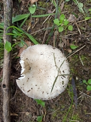 Amanita vaginata