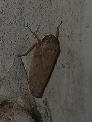 Curtara insularis