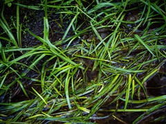 Sparganium fluctuans