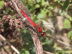 Sympetrum darwinianum