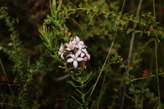 Philotheca queenslandica