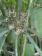 Cyperus