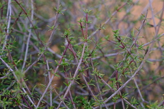 Nenax arenicola