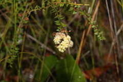 Acacia hubbardiana