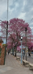 Handroanthus heptaphyllus