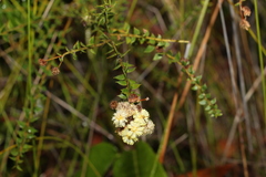 Acacia hubbardiana