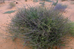 Nenax arenicola