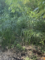 Cyperus