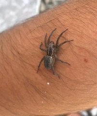 Lycosinae