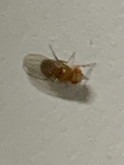 Drosophila