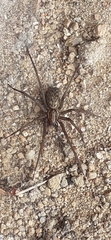 Eratigena atrica