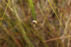 Epacris pulchella