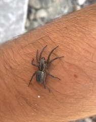 Lycosinae