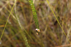 Epacris pulchella