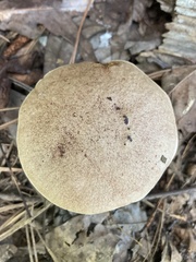 Aureoboletus auriporus