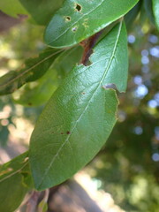 Sideroxylon lanuginosum