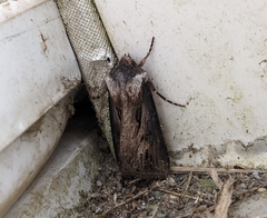 Agrotis venerabilis