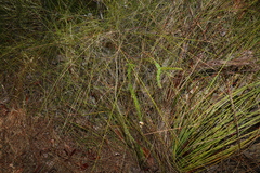 Epacris pulchella