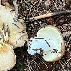 Russula ochroleuca