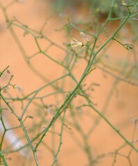 Wahlenbergia asparagoides