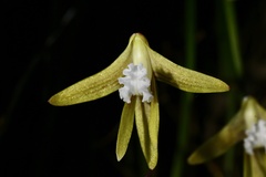 Dendrobium striolatum
