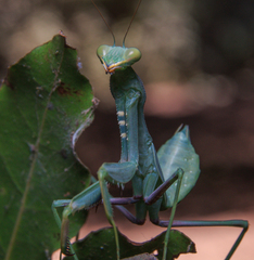 Sphodromantis viridis