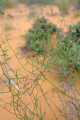 Wahlenbergia asparagoides