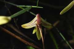 Dendrobium striolatum