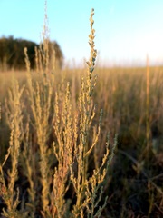 Artemisia nitrosa