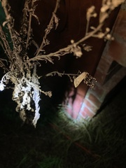 Thyridopteryx ephemeraeformis