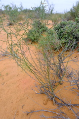 Wahlenbergia asparagoides