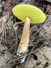 Aureoboletus auriporus