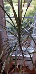 Dracaena reflexa angustifolia