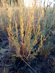 Artemisia nitrosa