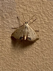 Cataclysta lemnata