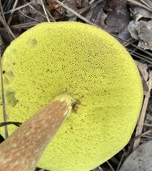 Aureoboletus auriporus