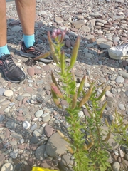 Polanisia dodecandra