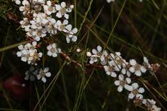 Leptospermum