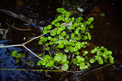 Chrysosplenium americanum