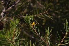 Persoonia virgata