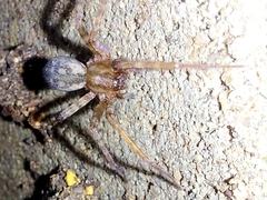 Phyxelididae