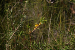 Persoonia virgata